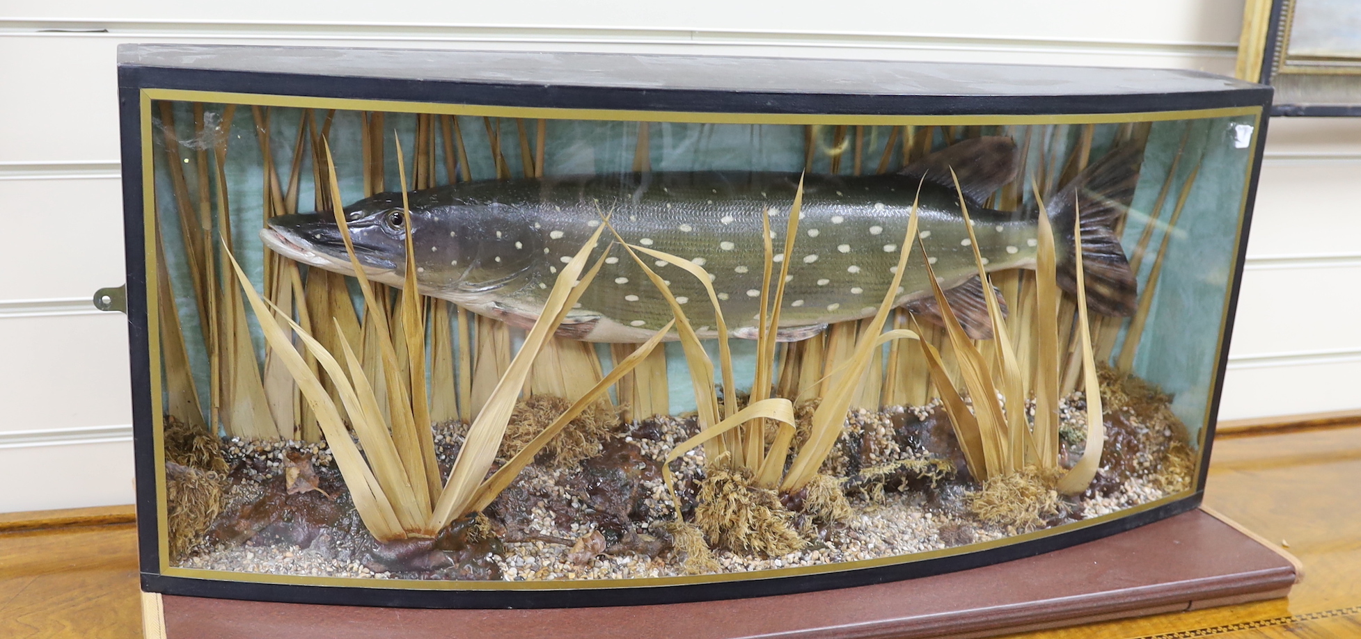 A taxidermy pike in a bowfront case, overall 33 x 79 x 17cm